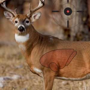 B/C Target Pregame 16.5"x24" Whitetail Deer - 3 Targets