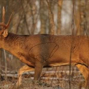 WHITETAIL DEER 2 TARGETS - Premium Archery Practice Solution