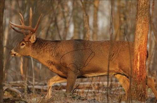 WHITETAIL DEER 2 TARGETS - Premium Archery Practice Solution
