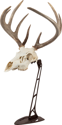 Brown Skull Stand Trophy Mount Kit