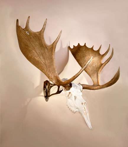 Robust Brown Trophy Mounting Kit - Premium Quality