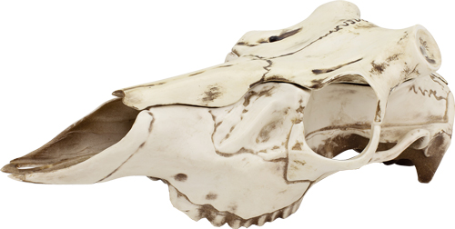 Skull Master Medium Trophy Mounting Kit - Premium Quality