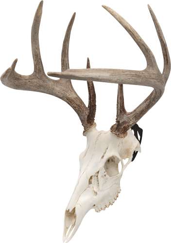 ALLEN EZ MOUNT SKULL PEG 3-PACK DEER/ANTELOPE